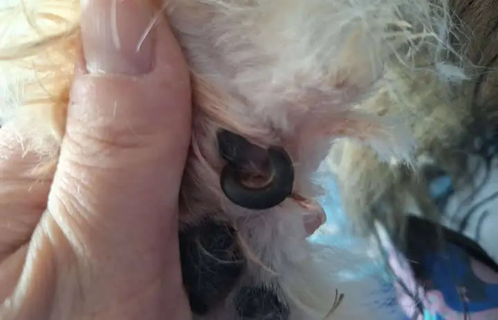 Close view of two dewclaws beneath a dog’s coat