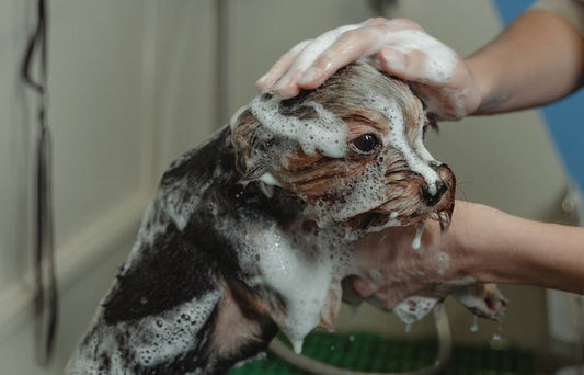 Dog being shampooed carefully during a bath